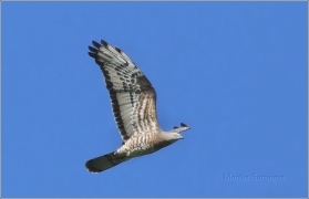 <p>VČELOJED LESNÍ (Pernis apivorus) /European honey buzzard - Wespenbussard/</p>